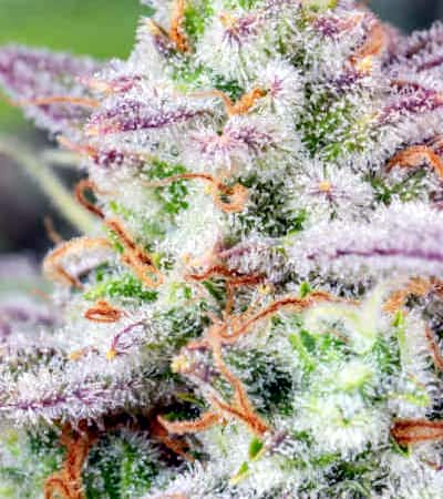 Forbidden Runtz Auto > Fast Buds Company | Graines Autofloraison  |  Indica