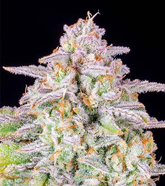 Forbidden Runtz Auto > Fast Buds Company | Autoflowering Hanfsamen  |  Indica