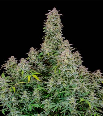 Forbidden Runtz Auto > Fast Buds Company | Autoflowering Cannabis   |  Indica