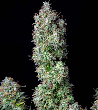 Forbidden Runtz Auto > Fast Buds Company | Graines Autofloraison  |  Indica