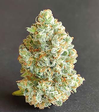 Forbidden Runtz Auto > Fast Buds Company | Autoflowering Cannabis   |  Indica