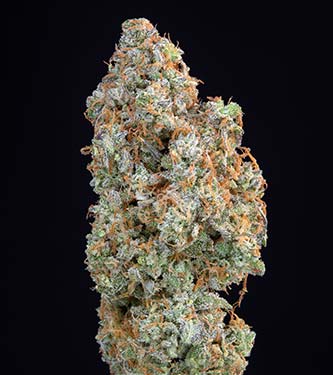 Forbidden Runtz Auto > Fast Buds Company | Semillas autoflorecientes  |  Índica