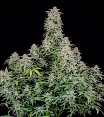 Forbidden Runtz Auto > Fast Buds Company | Graines Autofloraison  |  Indica