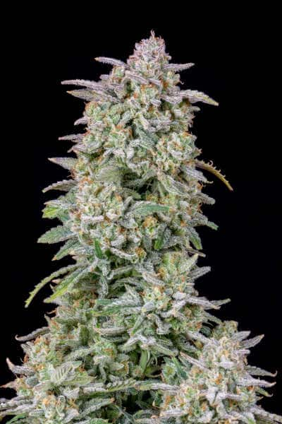 Forbidden Runtz Auto > Fast Buds Company | Autoflowering Hanfsamen  |  Indica