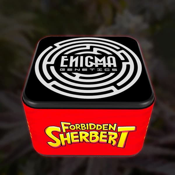 Forbidden Sherbert semilla > Enigma Genetics | Semillas feminizadas  |  Índica
