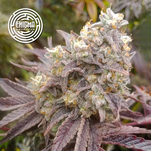 Forbidden Sherbert semilla > Enigma Genetics | Semillas feminizadas  |  Índica