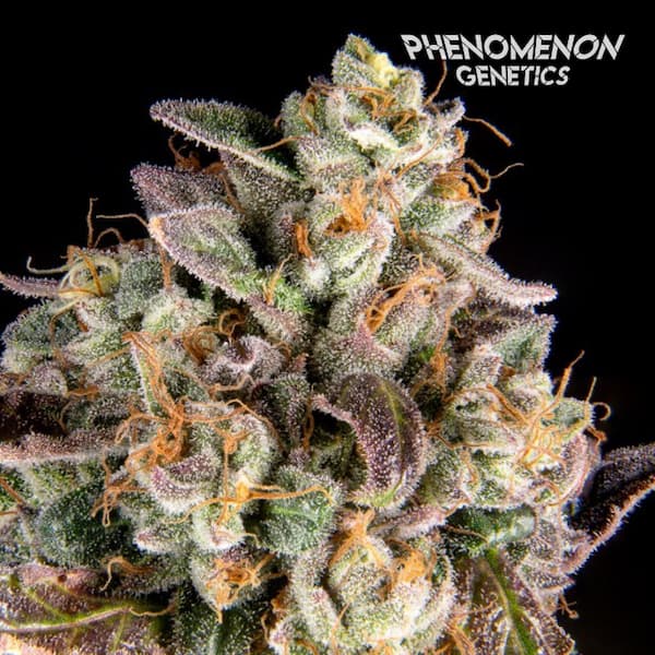 Forbidden Starz > Phenomenon Genetics | Feminized Cannabis   |  Indica