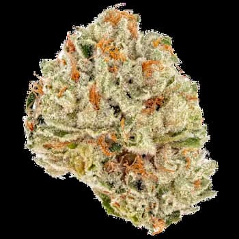 Fortune Cookie > Humboldt Seed Company | Feminized Cannabis   |  Indica