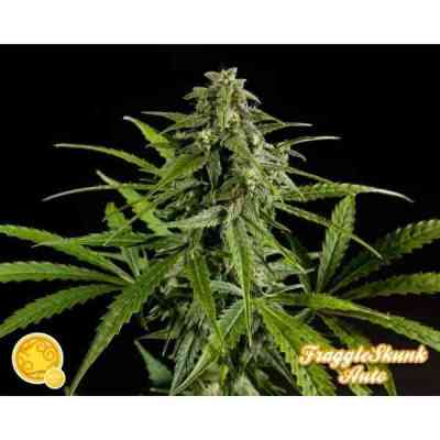 Fraggle Skunk Auto > Philosopher Seeds