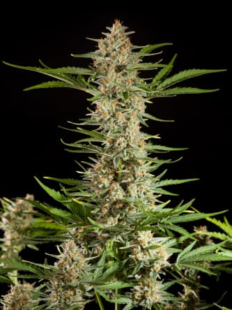 Fraggle Skunk Auto > Philosopher Seeds | Autoflowering Hanfsamen  |  Hybrid