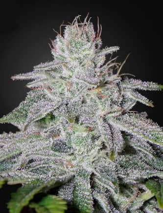 Franco\'s Lemon Cheese > Green House Seed Company | Feminisierte Hanfsamen  |  Sativa