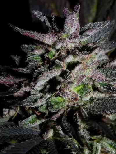 Frencheese > French Touch Seeds | Feminized Marijuana   |  Indica