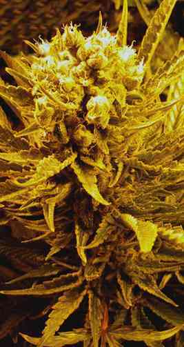 Frencheese > French Touch Seeds | Feminisierte Hanfsamen  |  Indica