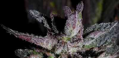 Frencheese > French Touch Seeds | Feminized Marijuana   |  Indica