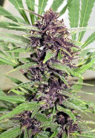Frisian Dew > Dutch Passion | Cannabis seeds recommendations  |  TOP 10 Outdoor Strains