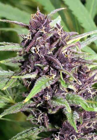 Frisian Dew > Dutch Passion | Cannabis seeds recommendations  |  TOP 10 Outdoor Strains