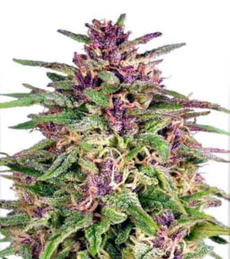 Frisian Dew > Dutch Passion | Cannabis seeds recommendations  |  TOP 10 Outdoor Strains