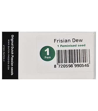 Frisian Dew > Dutch Passion | Cannabis seeds recommendations  |  TOP 10 Outdoor Strains