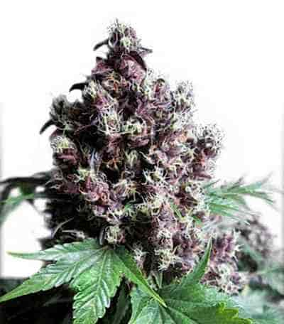 Frisian Duck > Dutch Passion | Feminized Marijuana   |  hybrid