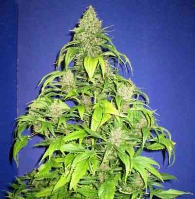 Frisian Duck > Dutch Passion | Feminized Marijuana   |  hybrid