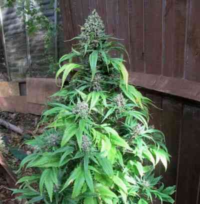 Frisian Duck > Dutch Passion | Feminized Marijuana   |  hybrid