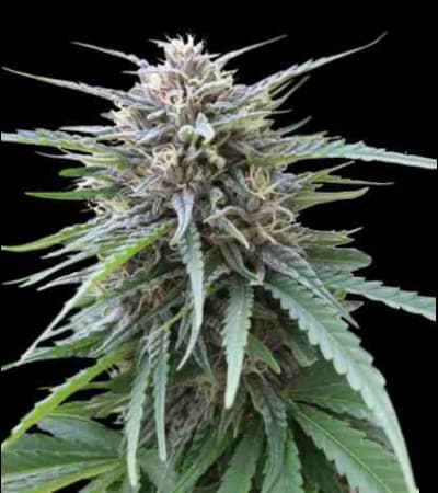 Frizzy Kush > Seed Stockers | Feminisierte Hanfsamen  |  Indica