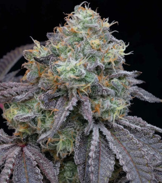 Frootz > Grounded Genetics | Feminisierte Hanfsamen  |  Hybrid