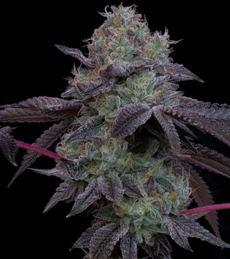 Frootz > Grounded Genetics | Feminisierte Hanfsamen  |  Hybrid