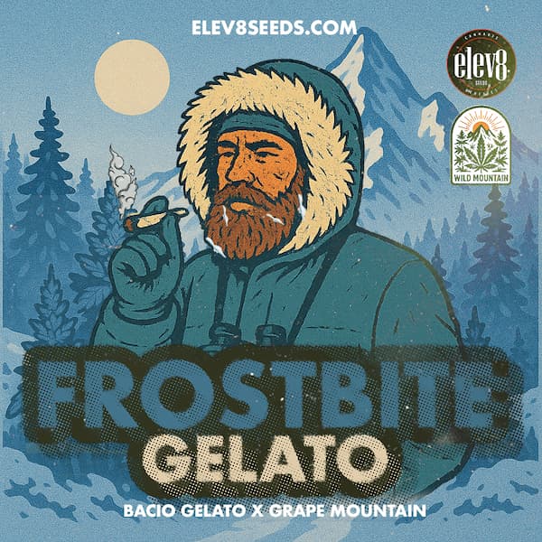 Frostbite Gelato graines > Elev8 Seeds | Graines Féminisées  |  Hybride