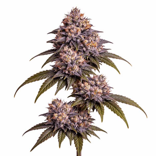 Frostbite Gelato graines > Elev8 Seeds | Graines Féminisées  |  Hybride