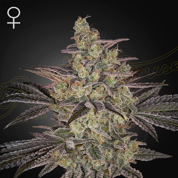 Frosted Guava Auto > Greenhouse Seeds | Graines de cannabis auto  |  Hybride
