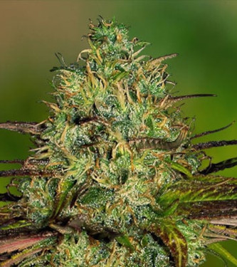 Frosted Guava > Original Sensible Seeds | Feminized Marijuana   |  Indica