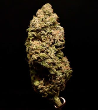 Frosted Guava > Original Sensible Seeds | Feminized Marijuana   |  Indica