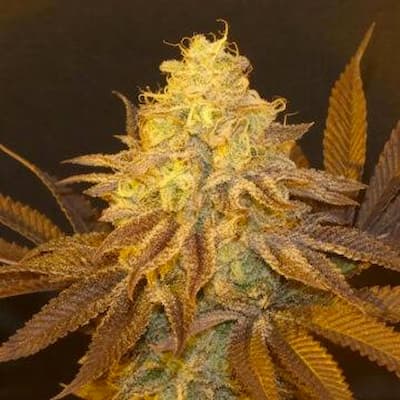 Frosty Melonz Seed > Bask Triangle Farms | Feminized Cannabis   |  Indica