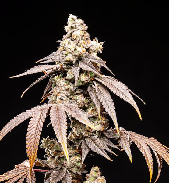 Frosty Rainbow graines > World Breeders | Graines Féminisées  |  Indica