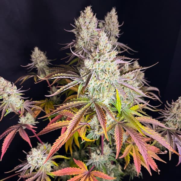 Fruit Bomb Punch Samen > Dutch Passion | Feminisierte Hanfsamen  |  Hybrid