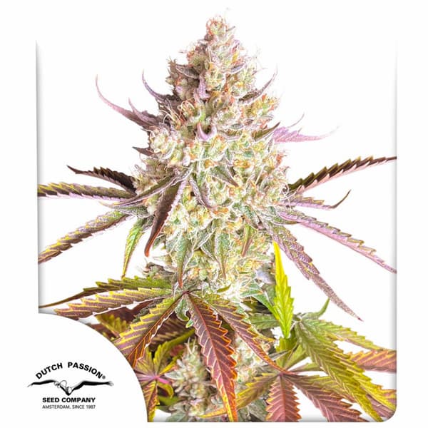 Fruit Bomb Punch Samen > Dutch Passion | Feminisierte Hanfsamen  |  Hybrid