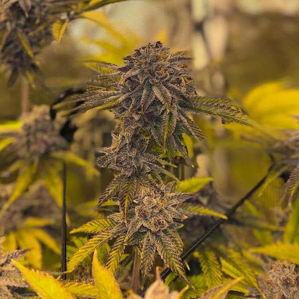 Fruit Cake CBD+ > CBD+ Buds | CBD cannabis seeds  |  Sativa