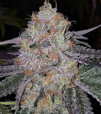 Fruit Dropss > The Plug Seedbank | Feminized Marijuana   |  hybrid