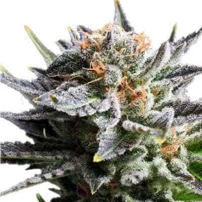 Fruit Spirit > Royal Queen Seeds | Feminisierte Hanfsamen  |  Hybrid