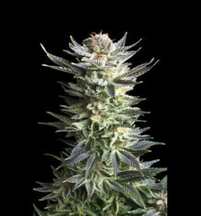 Fruit Spirit > Royal Queen Seeds | Semillas feminizadas  |  Híbrido