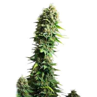 Fruit Spirit > Royal Queen Seeds | Feminized Marijuana   |  hybrid