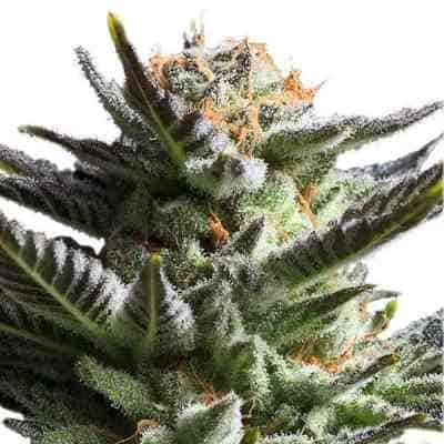 Fruit Spirit > Royal Queen Seeds | Feminisierte Hanfsamen  |  Hybrid