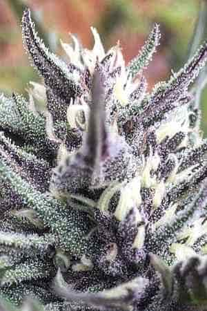 Fruit Tartare > Aficionado French Connection | Semillas Regulares  |  Sativa