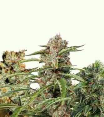 Fruity Autoflower Mix > Dutch Passion | Autoflowering Cannabis   |  Hybrid