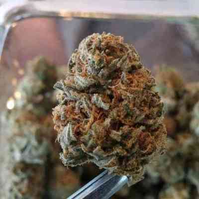 Fruity Chronic Juice > Delicious Seeds | Feminized Marijuana   |  Indica