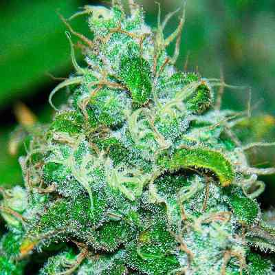 Fruity Chronic Juice > Delicious Seeds | Graines Féminisées  |  Indica