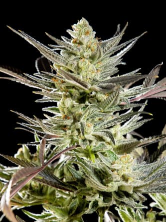 Fruity Jack > Philosopher Seeds | Feminisierte Hanfsamen  |  Sativa