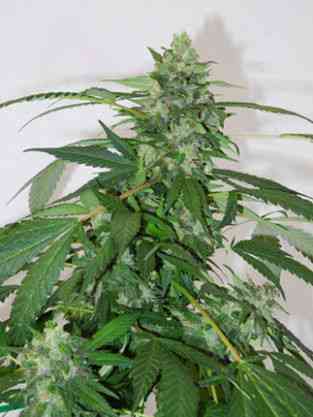 Fruitylicious > Mandala Seeds | Feminisierte Hanfsamen  |  Indica