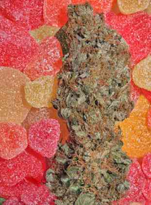 Fruitylicious > Mandala Seeds | Feminized Marijuana   |  Indica